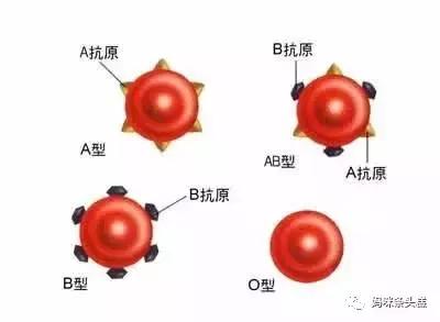 abo溶血,abo溶血，深入解析與定義的新視角,平衡策略實(shí)施_云版81.94.33