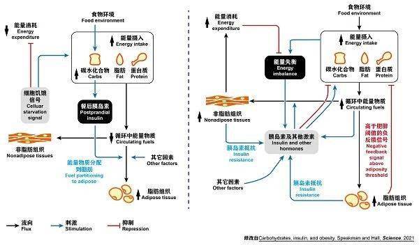 深圳減肥餐廳有哪些,深圳減肥餐廳的實際案例解析說明,穩(wěn)定性操作方案分析_瓊版87.18.78