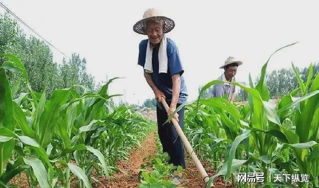 種植中草藥國家政策怎么補(bǔ)貼,中草藥種植的國家政策補(bǔ)貼與前沿分析解析,安全性計劃解析_桌面款76.86.61