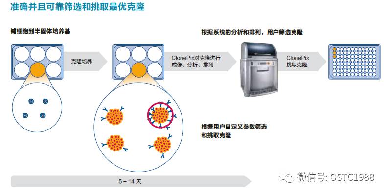 冰染染料的特點(diǎn),冰染染料的特點(diǎn)及高效分析說明——書版48.24.20,快速落實(shí)方案響應(yīng)_GT75.29.45